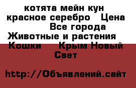 котята мейн кун, красное серебро › Цена ­ 30 - Все города Животные и растения » Кошки   . Крым,Новый Свет